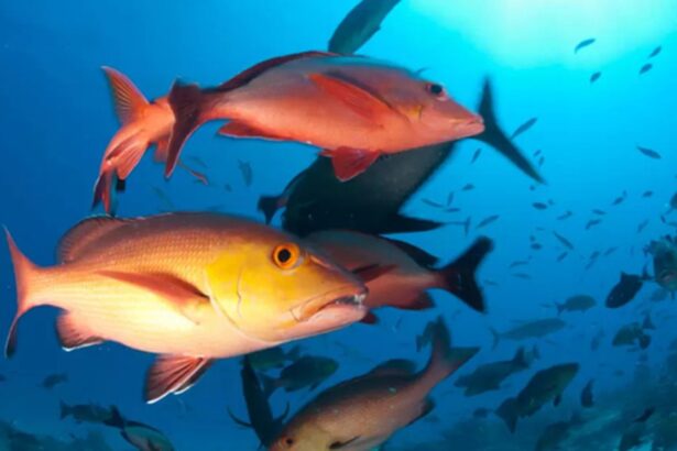Lista de peixes e invertebrados ameaçados de extinção é atualizada