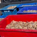 Pescadores são presos com 350 kg de camarão rosa no período do defeso