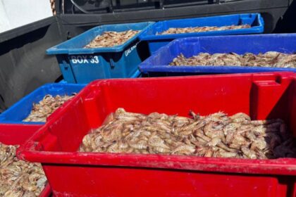 Pescadores são presos com 350 kg de camarão rosa no período do defeso