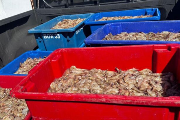 Pescadores são presos com 350 kg de camarão rosa no período do defeso