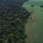 Brasil reduz em 42% perdas florestais em 2025, aponta estudo