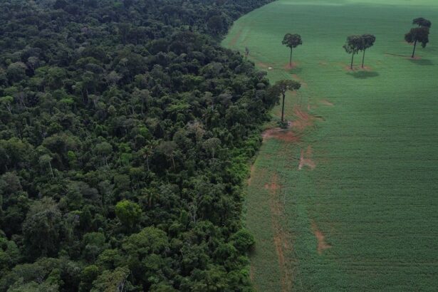 Brasil reduz em 42% perdas florestais em 2025, aponta estudo