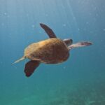 Pesquisa quer descobrir de onde vêm tartarugas que vivem em Arraial