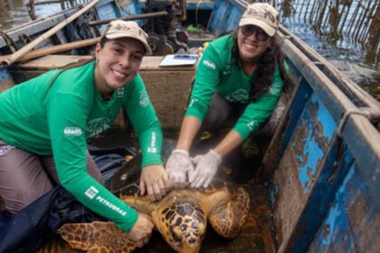 Tartarugas-cabeçudas reaparecem na Baía de Guanabara
