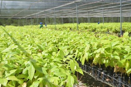 Bioeconomia em áreas degradadas cria produção sustentável no Pará