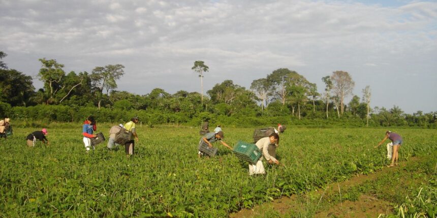 Prêmio para produção acadêmica destaca agricultura familiar