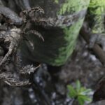 Pesquisadores identificam presença de mercúrio e chumbo em caranguejos