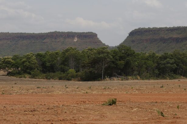 Fragmentos de vegetação nativa cresceram no país 260% em 38 anos