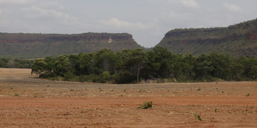 Fragmentos de vegetação nativa cresceram no país 260% em 38 anos
