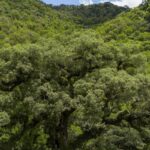 Desmatamento da Mata Atlântica tem queda de 28% em um ano
