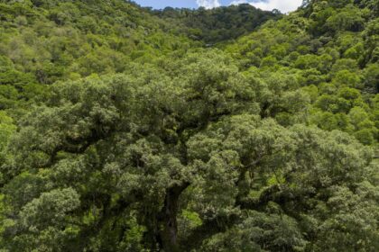 Desmatamento da Mata Atlântica tem queda de 28% em um ano