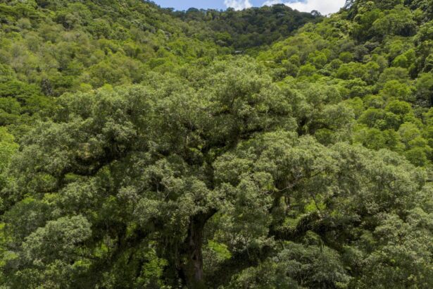 Desmatamento da Mata Atlântica tem queda de 28% em um ano