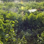 Governo vai monitorar presença de agrotóxico em bacias hidrográficas