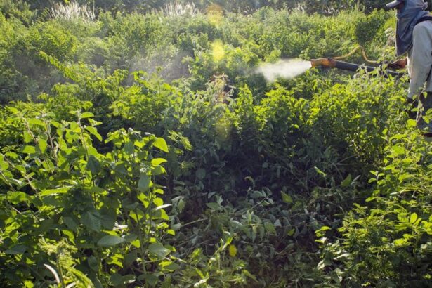 Governo vai monitorar presença de agrotóxico em bacias hidrográficas