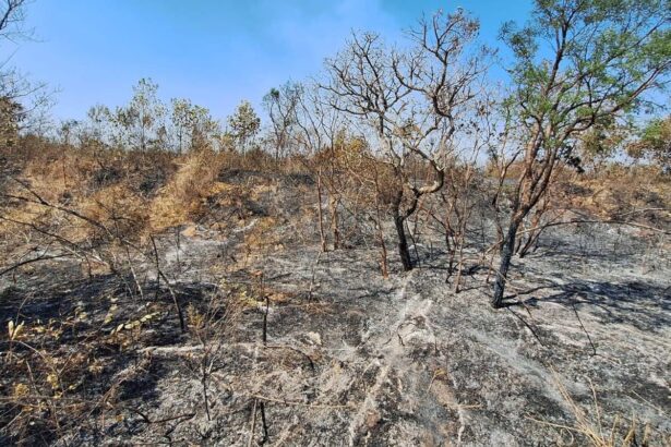 Mudanças climáticas já afetam 85% dos brasileiros, diz pesquisa
